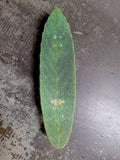LEAF Complete Skateboard - GREEN
